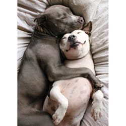 Avanti Seasonal Two Dogs Snuggling Cute Valentine's Day Card Paper 2 pc