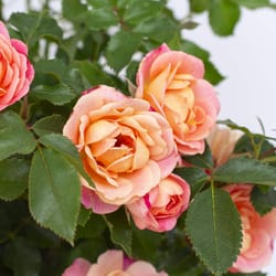 National Plant Network Pink Rose Peach Sunblaze Grower Flowering Plant