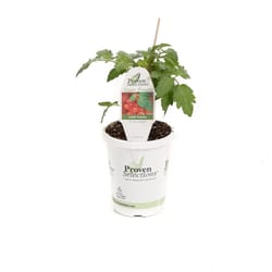 Proven Selection Tasty Treat Red Tomato Drop in Pot Vegetable Plant