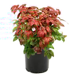 National Plant Network Nandina Grower Shrubs