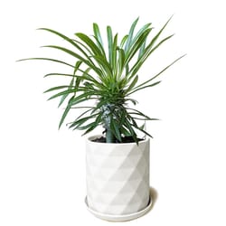 Chive Virago 5 in. D Ceramic Shape F Flower Pot White