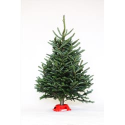 Dutchman Tree Farms Fraser Fir Grower Tree