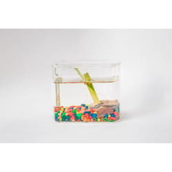 Froggy's Lair Aquatic Biosphere with African Dwarf Frogs 1 pk