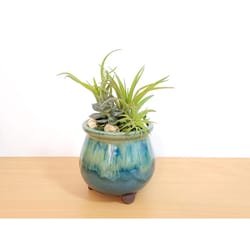 Eve's Garden 8 in. H X 5.5 in. D Ceramic Drip Pot Air Plant and Succulent Multicolored