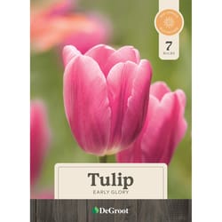 DeGroot Flower Bulb 7 pk