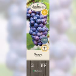 DeGroot Grape Plant 1 pk