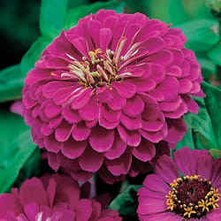 Livingston Seed Sow Easy Flower Seeds