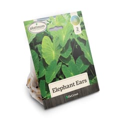 DeGroot Elephant Ears Bulb 2 pk