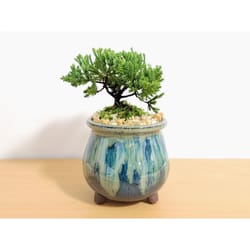 Eve's Garden 9 in. H X 5.5 in. D Ceramic Drip Pot Bonsai Tree Two-Tone Brown and Blue
