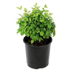 National Plant Network Nandina Grower Shrubs