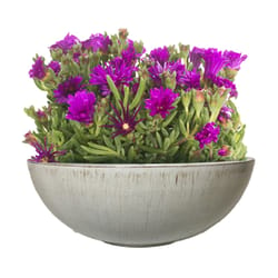 Misco 4.3 in. H X 11.8 in. D Resin Bowl Planter White