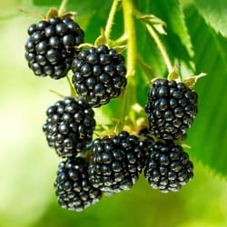 National Plant Network Purple Blackberry Grower Shrubs