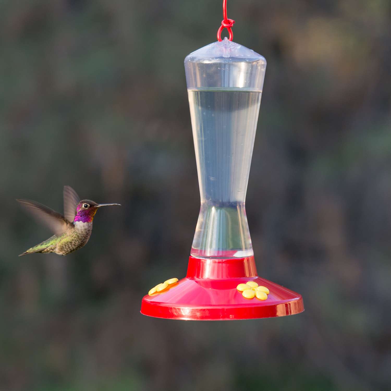PerkyPet Hummingbird 8 oz. Plastic Nectar Feeder 3 ports Ace Hardware