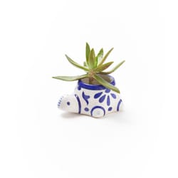 Matr Boomie 1.5 in. H X 2.5 in. W X 3.5 in. D Clay Baby Turtle Succulent Pot Multicolored