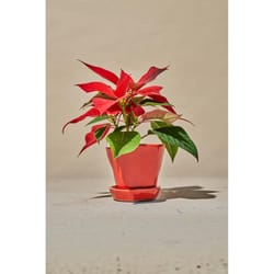 Chive Tika 5 in. D Ceramic Flower Pot Orange