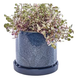 Chive Minute 3 in. D Ceramic Succulent Pot Blue Cosmos