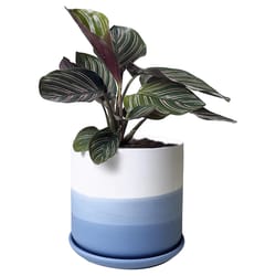 Chive Devo 4.5 in. D Ceramic Flower Pot Blue