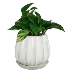 Trendspot Contour 7.28 in. H X 8 in. W X 8 in. D X 8 in. D Ceramic Planter White