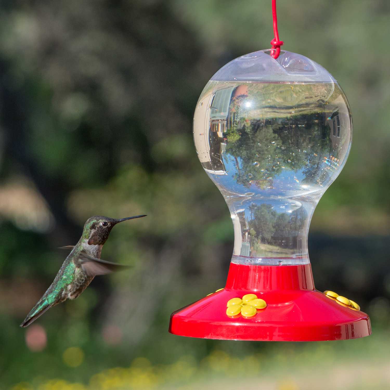 PerkyPet Hummingbird 16 oz. Plastic Nectar Feeder 3 ports Ace Hardware