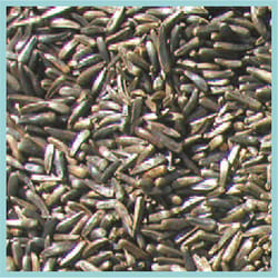 Cole's Finch Niger Seed Wild Bird Food 10 lb