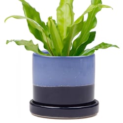 Chive Minute 5 in. D Ceramic Flower Pot Cobalt Blue