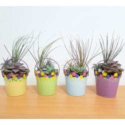 Eve's Garden 9 in. H X 4 in. D Ceramic Floral Tin Bucket Air Plant and Succulent Assorted