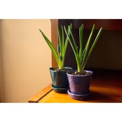 Chive Tika 3 in. D Ceramic Succulent Pot Ultra Violet