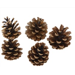 Decoris Set of 5 Pinecones