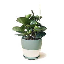 Chive Dyad 5 in. D Ceramic Flower Pot Peacock Green