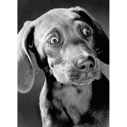 Avanti Surprised Weimaraner Birthday Card Paper 2 pc