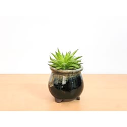 Eve's Garden 2.75 in. D Ceramic Drip Pot Air Plant and Succulent Multicolored