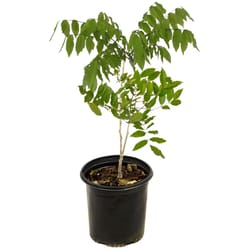National Plant Network Wisteria Blue Grower Perennial Plant