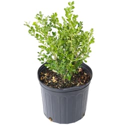 National Plant Network Boxwood Grower Shrubs