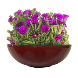 Misco 4.3 in. H X 11.8 in. D Resin Bowl Planter Red