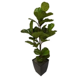 DW Silks 48 in. H X 15 in. L Polyester Fiddle Leaf Fig Plant in Black Metal Planter