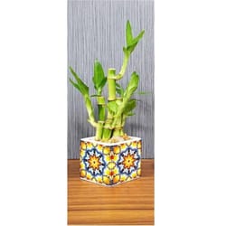 Eve's Garden 10 in. H X 3 in. W X 3 in. D Ceramic Kaleidoscope Vase with Lucky Bamboo Stalks Multico