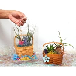 Eve's Garden 9 in. H X 3.5 in. W X 4.5 in. D Ceramic Wicker Picnic Basket Air Plant and Succulent As