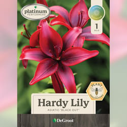 DeGroot Asiatic Mixed Lily Bulb 1 pk