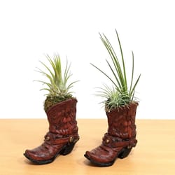 Eve's Garden 6 in. H X 1.5 in. W X 3.5 in. D Ceramic Cowboy Boot Air Plant and Succulent Brown