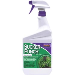 Bonide Sucker Punch Liquid Moss & Algae Killer 32 oz