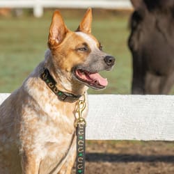 Up Country Black Horseshoes Nylon Dog Collar Medium