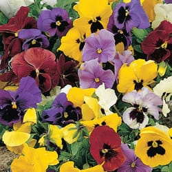 Livingston Seed Sow Easy Flower Seeds 150 pk