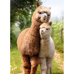 Avanti Seasonal Alpaca Love Mother's Day Card Paper 2 pc