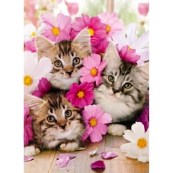 Avanti Press Seasonal Kitten Faces With Flowers Valentine's Day Card Paper 2 pc