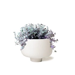 Chive Lilo 6 in. D Ceramic Cachepot White