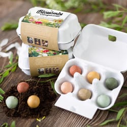 Blossombs Egg Box Hello Spring Assorted Flower Grow Kit 6 pk