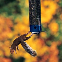 Droll Yankees Whipper Wild Bird 5 lb Polycarbonate Tube Bird Feeder 4 ports