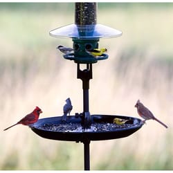 Brome Bird Care Squirrel Buster 21 in. H X 4 in. W X 11 in. D Seed Tray and Catcher