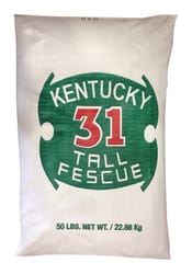 Barenbrug Kentucky 31 Tall Fescue Grass Full Sun/Medium Shade Grass Seed 50 lb