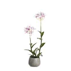 DW Silks 20 in. H X 8 in. W X 8 in. L Polyester Pink Epidendrum Orchids in Stone Planter